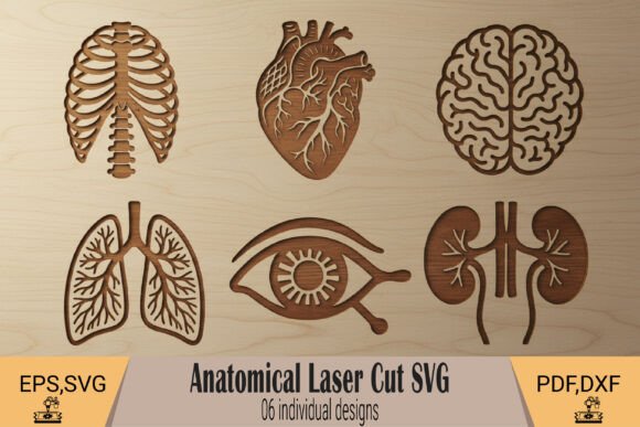 Anatomical Organs Laser Cut SVG for Wall Decor